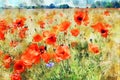 Watercolor painting of poppy field at havelland geion in germany Royalty Free Stock Photo