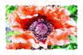 Watercolor painting of poppy flower blossom in summer time Royalty Free Stock Photo