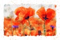 Watercolor painting of poppy flower blossom in summer time Royalty Free Stock Photo