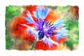 Watercolor painting of poppy flower and corn flower blossom in summer time. frame with dots Royalty Free Stock Photo
