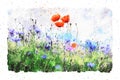 Watercolor painting of poppy flower and corn flower blossom in summer time. frame with dots