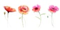 Watercolor painting poppy flower