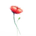 Watercolor painting poppy flower. Isolated flowers on white paper background Royalty Free Stock Photo