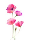 Watercolor painting poppy flower. Isolated flowers on white paper background Royalty Free Stock Photo