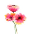 Watercolor painting poppy flower. Isolated flowers on white paper background Royalty Free Stock Photo