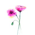 Watercolor painting poppy flower. Isolated flowers on white paper background Royalty Free Stock Photo