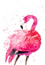 Watercolor flamingo on the white background