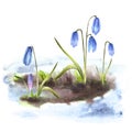 Early spring primary flowers scilla snowdrops sprouting through the snow Watercolor illustration Royalty Free Stock Photo