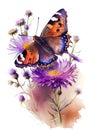 Watercolor painting of purple autumn aster and butterfly. white background Royalty Free Stock Photo