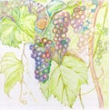 Watercolor painting of purple grapes-branch