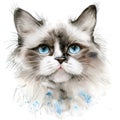 Watercolor painting of a ragdoll cat head isolated on white background. Mammals. Pet. Animals