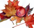 Watercolor painting - red apple and autumn leaves Royalty Free Stock Photo