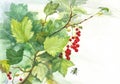 Watercolor painting of red currant branch