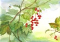Watercolor painting of red currant branch