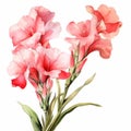 Watercolor Gladiolus Bouquet: Charming Illustrations In Pink And White Royalty Free Stock Photo