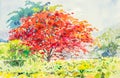 Watercolor painting red, orange color of peacock flowers tree Royalty Free Stock Photo