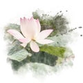 Watercolor painting retouch illustration of blossom lotus.