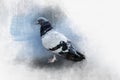 Watercolor painting of a rock dove - bird illustration