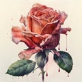 Watercolor painting of a rose with drops of water on a white background Royalty Free Stock Photo