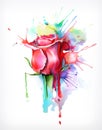 Watercolor painting, rose flower