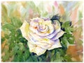 Watercolor painting of rose