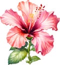 Watercolor painting of Rose of Sharon flower. AI-Generated.