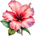 Watercolor painting of Rose of Sharon flower. AI-Generated.