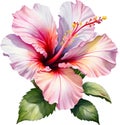 Watercolor painting of Rose of Sharon flower. AI-Generated.