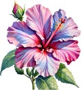 Watercolor painting of Rose of Sharon flower. AI-Generated.