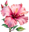 Watercolor painting of Rose of Sharon flower. AI-Generated.