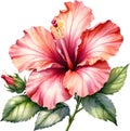 Watercolor painting of Rose of Sharon flower. AI-Generated.