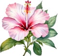 Watercolor painting of Rose of Sharon flower. AI-Generated.