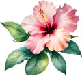 Watercolor painting of Rose of Sharon flower. AI-Generated.