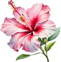 Watercolor painting of Rose of Sharon flower. AI-Generated.