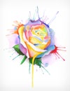 Watercolor painting rose