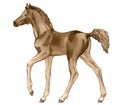 Watercolor painting of walking brown foal.