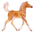 Watercolor painting of running beige baby horse.