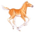 Watercolor painting of running beige foal isolated on white.