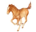 Watercolor painting of running young brown horse.