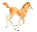 Watercolor painting of beige running foal isolated on white background.