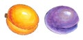 Watercolor painting of a set of fruit: apricots and prunes