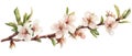 Watercolor painting showcasing blooming cherry blossoms on a branch