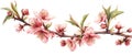 Watercolor painting showcasing blooming cherry blossoms on a branch