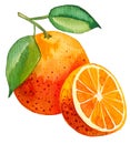 Watercolor painting of single orange with one half