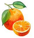 Watercolor painting of single orange with one half