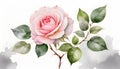 Watercolor Painting soft pink rose on white background