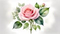 Watercolor Painting soft pink rose on white background