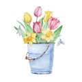 Watercolor painting spring flowers, blue bucket with tulips