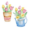 Watercolor painting spring flowers, vase and watering can with tulips Royalty Free Stock Photo