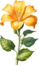 Watercolor painting of Squash flower. Ai-Generated Royalty Free Stock Photo